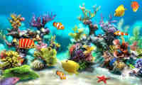 aquarium5 Браслаў 
