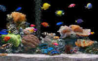 aquarium6 Пінск 