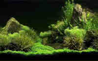 aquarium7 бяроза 