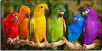 parrots4 Rio Chiquito
