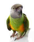 parrots8 Nueva Armenia